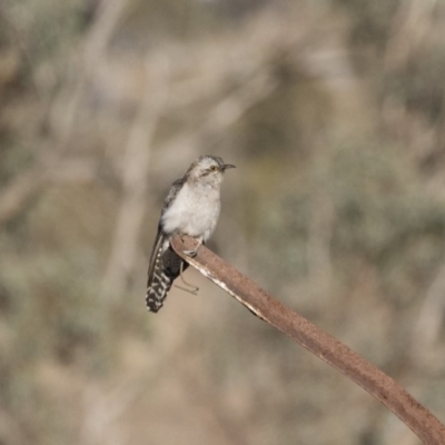 Cacomantis pallidus (Pallid Cuckoo) at Illilanga & Baroona - 20 Sep 2018 by Illilanga