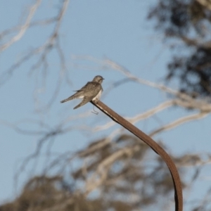 Cacomantis pallidus at Michelago, NSW - 20 Sep 2018 04:47 PM