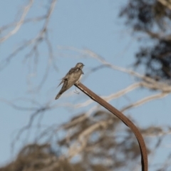 Cacomantis pallidus at Michelago, NSW - 20 Sep 2018 04:47 PM