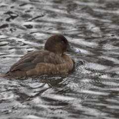 Aythya australis (Hardhead) at Lyneham, ACT - 3 Oct 2018 by AlisonMilton