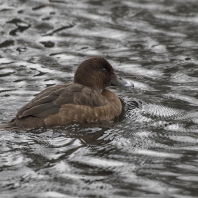 Aythya australis (Hardhead) at Sullivans Creek, Lyneham South - 3 Oct 2018 by AlisonMilton