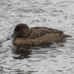 Aythya australis at Lyneham Wetland - 3 Oct 2018