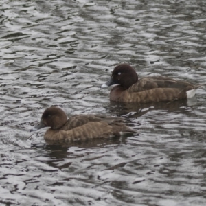 Aythya australis at Lyneham Wetland - 3 Oct 2018