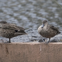 Anas gracilis (Grey Teal) at Lyneham, ACT - 3 Oct 2018 by AlisonMilton