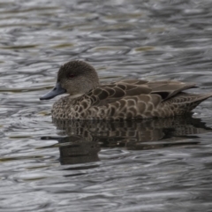 Anas gracilis at Lyneham Wetland - 3 Oct 2018 10:44 AM