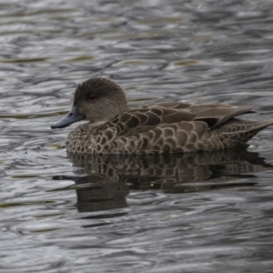 Anas gracilis at Lyneham Wetland - 3 Oct 2018