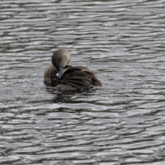 Anas gracilis at Lyneham Wetland - 3 Oct 2018 10:44 AM