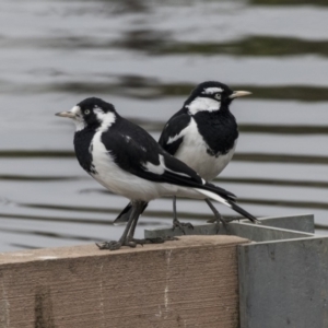 Grallina cyanoleuca at Lyneham Wetland - 3 Oct 2018