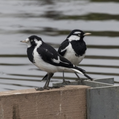 Grallina cyanoleuca (Magpie-lark) at Lyneham, ACT - 3 Oct 2018 by Alison Milton