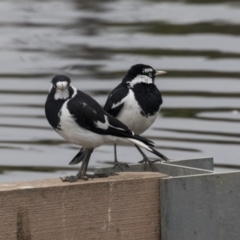 Grallina cyanoleuca at Lyneham Wetland - 3 Oct 2018