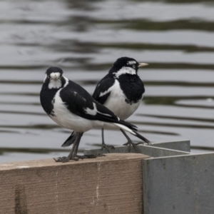 Grallina cyanoleuca at Lyneham Wetland - 3 Oct 2018