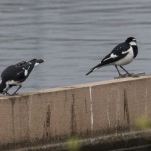 Grallina cyanoleuca at Lyneham Wetland - 3 Oct 2018