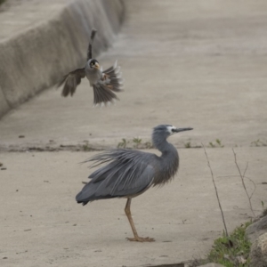 Egretta novaehollandiae at Lyneham, ACT - 3 Oct 2018