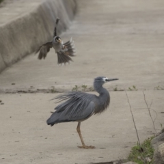 Egretta novaehollandiae (White-faced Heron) at Lyneham Wetland - 3 Oct 2018 by AlisonMilton