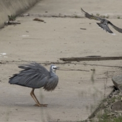 Egretta novaehollandiae at Lyneham, ACT - 3 Oct 2018