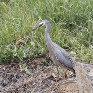 Egretta novaehollandiae at Lyneham, ACT - 3 Oct 2018