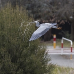 Egretta novaehollandiae at Lyneham, ACT - 3 Oct 2018