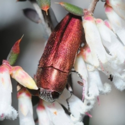 Melobasis propinqua (Propinqua jewel beetle) at Karabar, NSW - 2 Oct 2018 by Harrisi