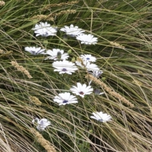 Dimorphotheca ecklonis at Lyneham, ACT - 3 Oct 2018