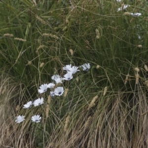 Dimorphotheca ecklonis at Lyneham, ACT - 3 Oct 2018