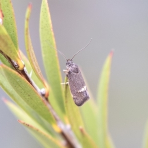 Leistomorpha brontoscopa at Lyneham Wetland - 3 Oct 2018 10:15 AM