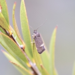 Leistomorpha brontoscopa (A concealer moth) at Lyneham Wetland - 3 Oct 2018 by Alison Milton