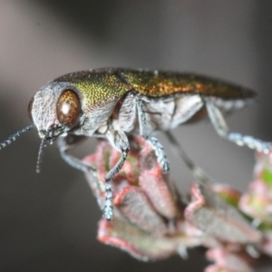 Melobasis propinqua at Karabar, NSW - 2 Oct 2018