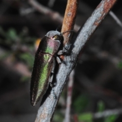 Melobasis propinqua at Karabar, NSW - 2 Oct 2018 04:54 PM