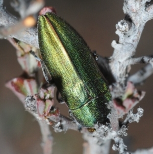 Melobasis propinqua at Karabar, NSW - 2 Oct 2018