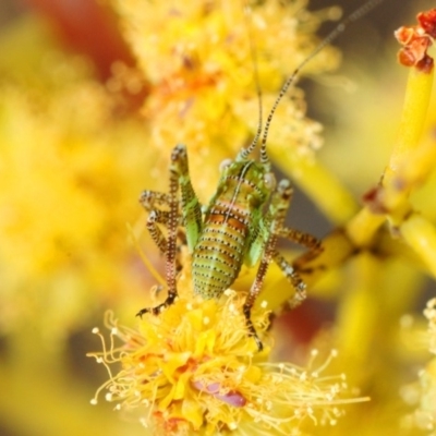 Phaneropterinae (subfamily) (Leaf Katydid, Bush Katydid) at Yarrow, NSW - 2 Oct 2018 by Harrisi