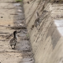 Chenonetta jubata (Australian Wood Duck) at Sullivans Creek, Lyneham South - 3 Oct 2018 by AlisonMilton