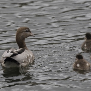 Chenonetta jubata at Lyneham Wetland - 3 Oct 2018