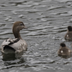 Chenonetta jubata at Lyneham Wetland - 3 Oct 2018