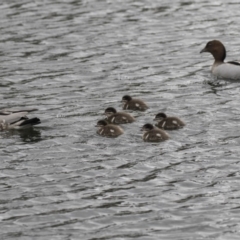 Chenonetta jubata at Lyneham Wetland - 3 Oct 2018