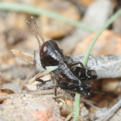 Brachyexarna lobipennis (Stripewinged meadow grasshopper) at Googong Foreshore - 2 Oct 2018 by Harrisi