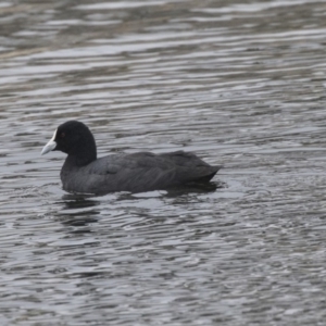 Fulica atra at Lyneham, ACT - 3 Oct 2018