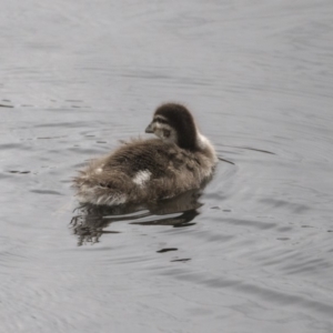 Chenonetta jubata at Lyneham Wetland - 3 Oct 2018 11:21 AM