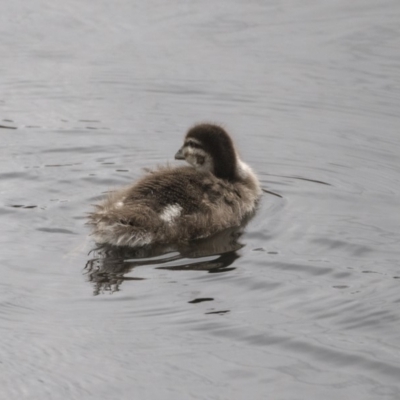 Chenonetta jubata (Australian Wood Duck) at City Renewal Authority Area - 3 Oct 2018 by AlisonMilton