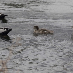 Chenonetta jubata at Lyneham Wetland - 3 Oct 2018 11:21 AM