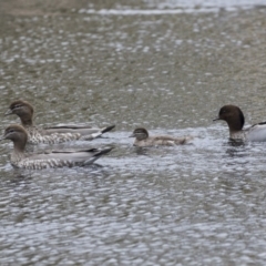 Chenonetta jubata at Lyneham Wetland - 3 Oct 2018 11:21 AM