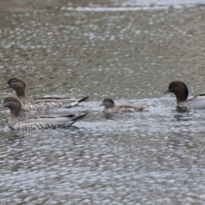 Chenonetta jubata at Lyneham Wetland - 3 Oct 2018 11:21 AM