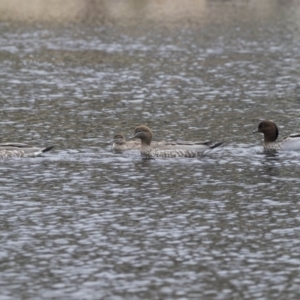 Chenonetta jubata at Lyneham Wetland - 3 Oct 2018 11:21 AM