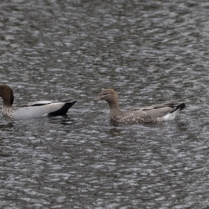 Chenonetta jubata at Lyneham Wetland - 3 Oct 2018 11:21 AM