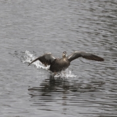 Anas superciliosa (Pacific Black Duck) at Lyneham Wetland - 2 Oct 2018 by AlisonMilton