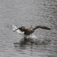 Anas superciliosa (Pacific Black Duck) at City Renewal Authority Area - 2 Oct 2018 by AlisonMilton