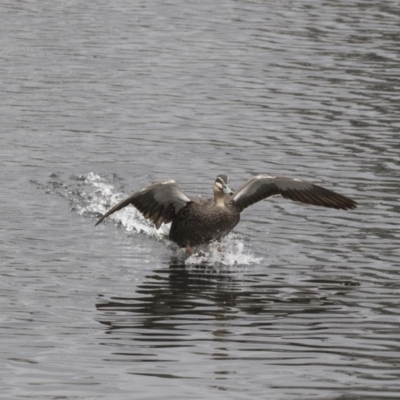 Anas superciliosa (Pacific Black Duck) at Lyneham, ACT - 2 Oct 2018 by AlisonMilton