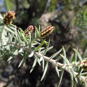 Melaleuca incana at Reid, ACT - 30 Sep 2018