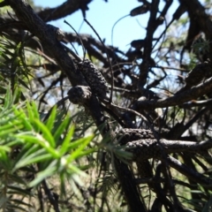 Melaleuca incana at Reid, ACT - 30 Sep 2018