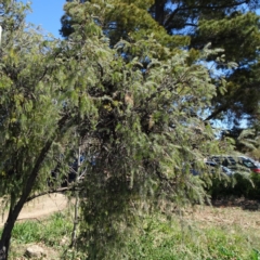 Melaleuca incana at Reid, ACT - 30 Sep 2018