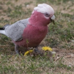 Eolophus roseicapilla (Galah) at Sullivans Creek, Lyneham South - 3 Oct 2018 by AlisonMilton